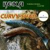 CURVY SHAD